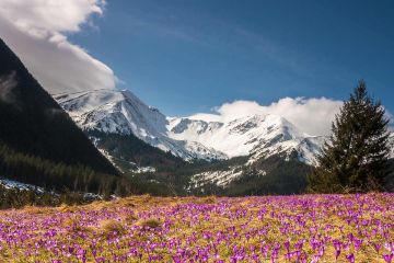 Kontenerowe Na Sprzedaż W Płock